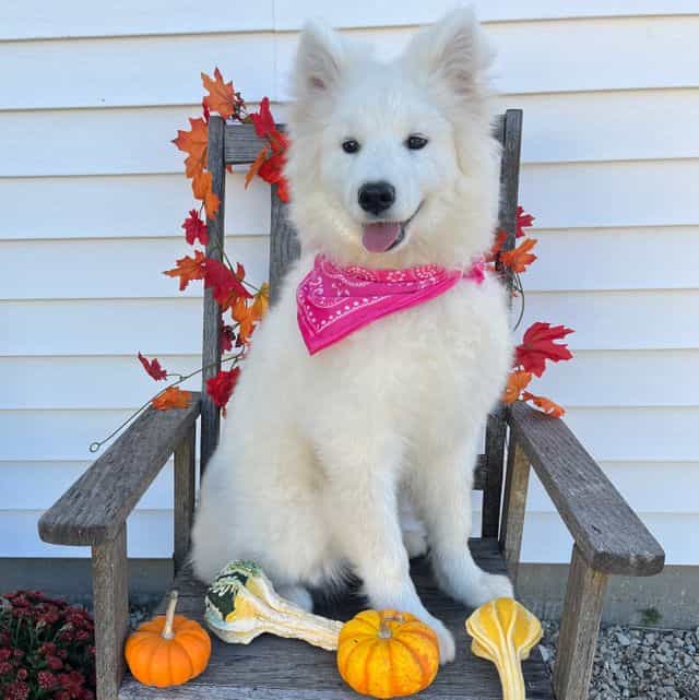 Bonnie - Samoyed Female
