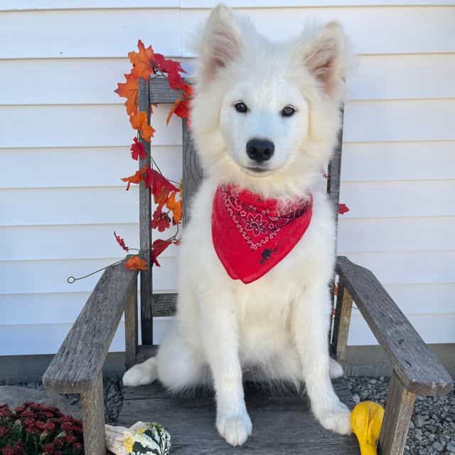 Perla - Samoyed Female