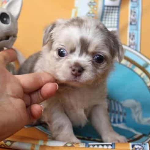 Bolt - Chihuahua Male