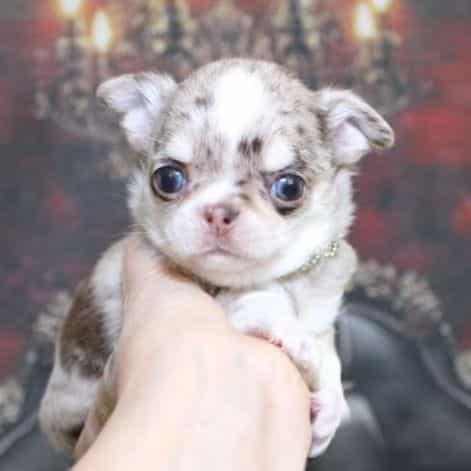 Windex - Chihuahua Male