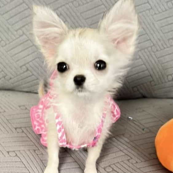 Minnie - Chihuahua Female
