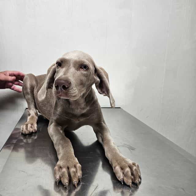 Winkie - Weimaraner Male