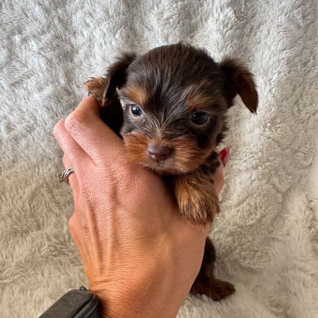 Taylor - Yorkshire Terrier Female