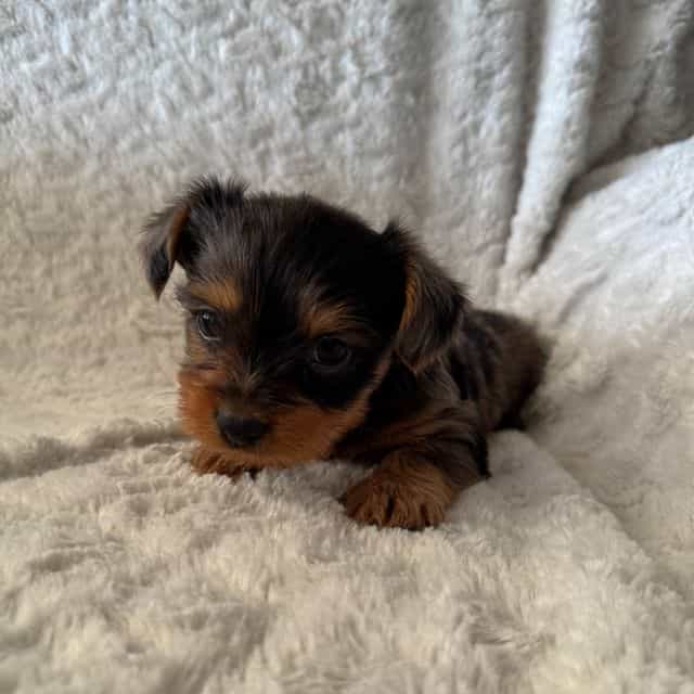 Mahomes - Yorkshire Terrier Male