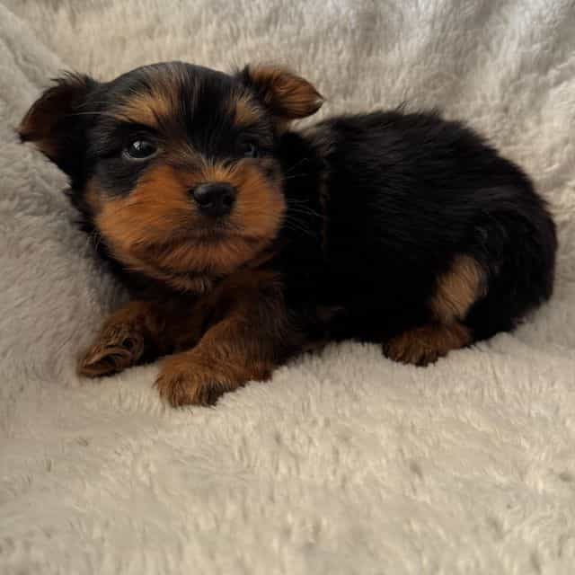 Pacheco - Yorkshire Terrier Male