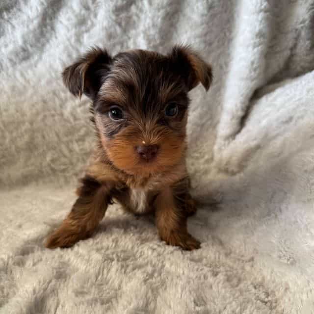 Ju Ju - Yorkshire Terrier Male