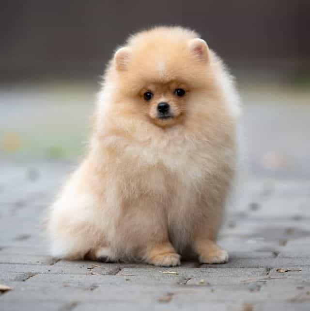 Sugar - Pomeranian Female