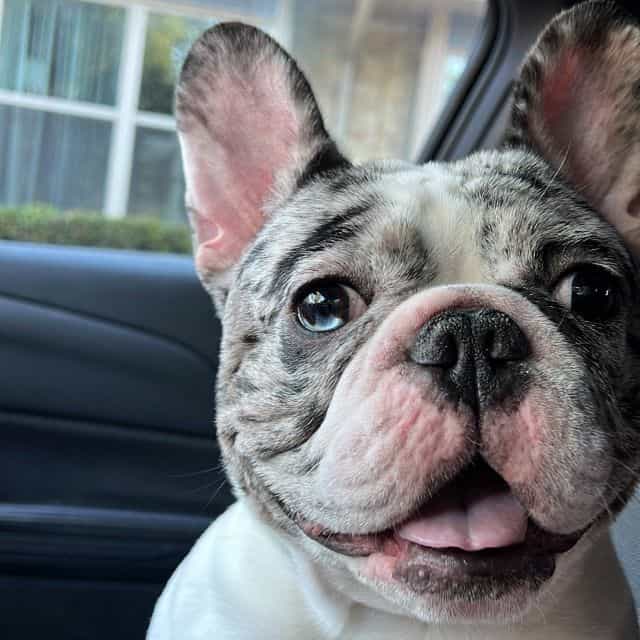 Snoop - French Bulldog Male