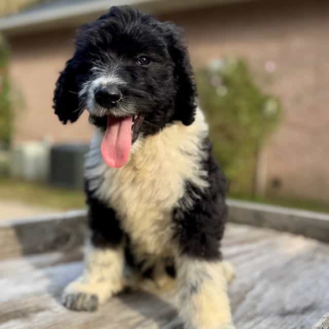 Ryder - Bernedoodle Male