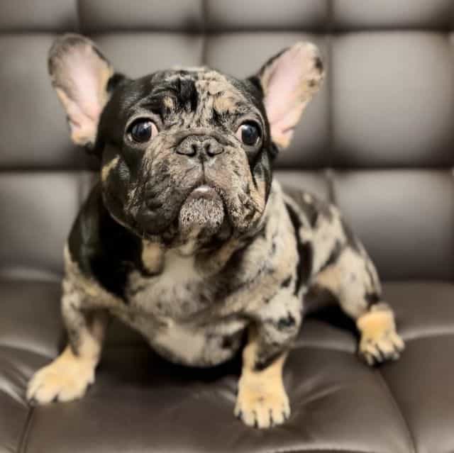 Rex - French Bulldog Male