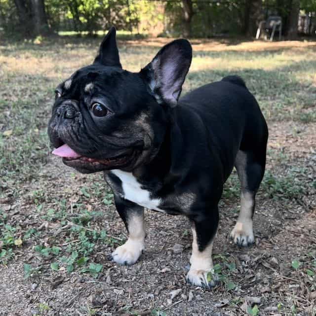 Dex - French Bulldog Male