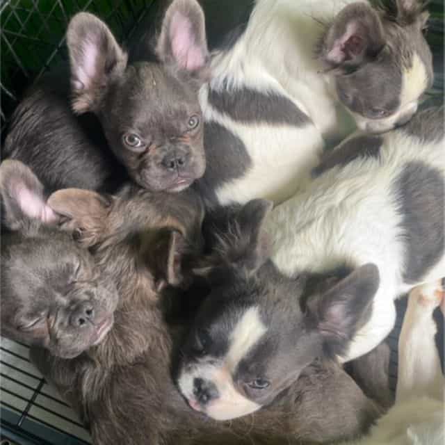 The  CeleBBulli - French Bulldog Female
