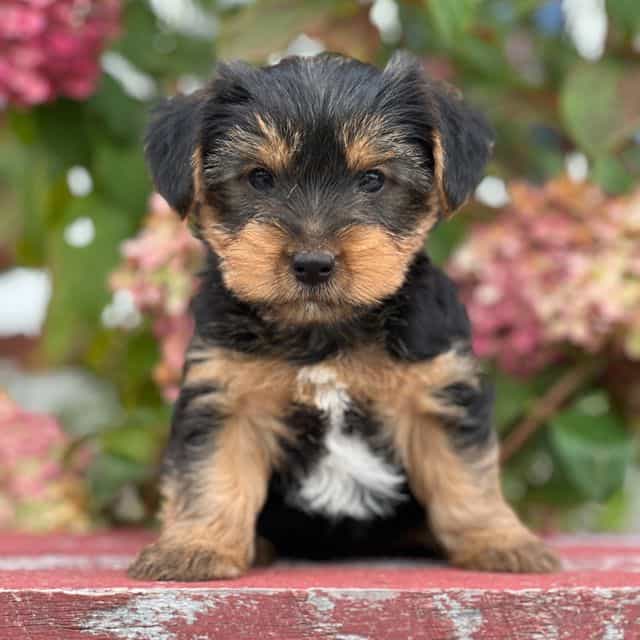 Sandro - Yorkshire Terrier Male