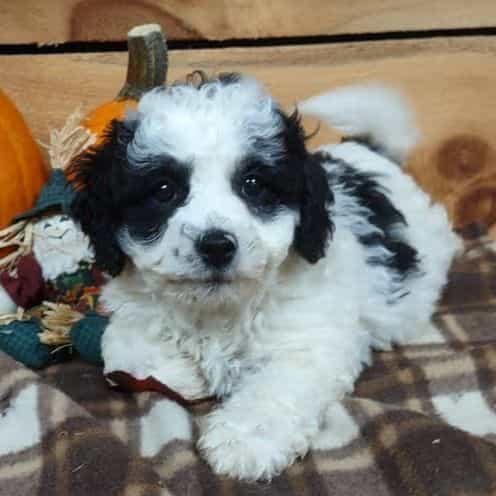 Oreo - Cockapoo Male