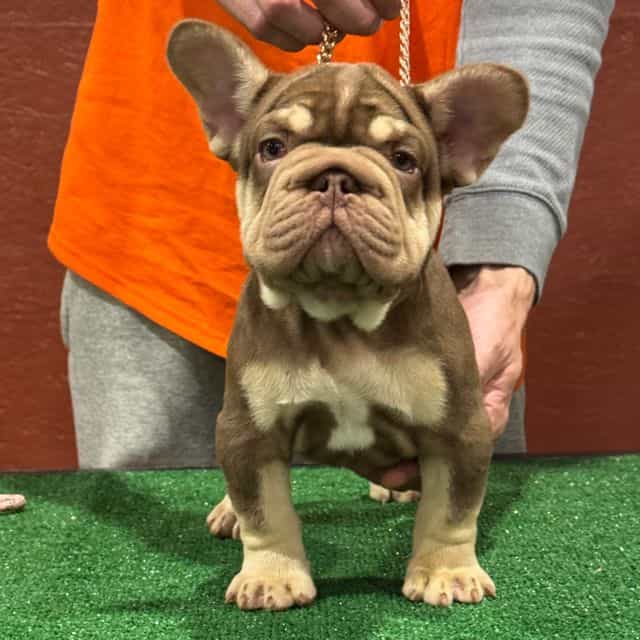 Louie v  - French Bulldog Male