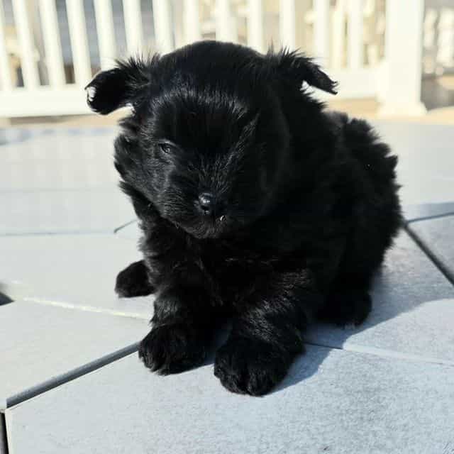 Raven - Pomapoo Female