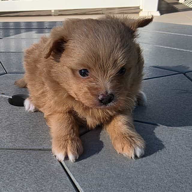 Clyde - Pomapoo Male