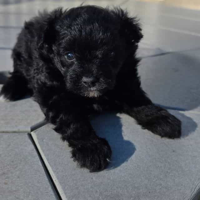 Rambo - Pomapoo Male