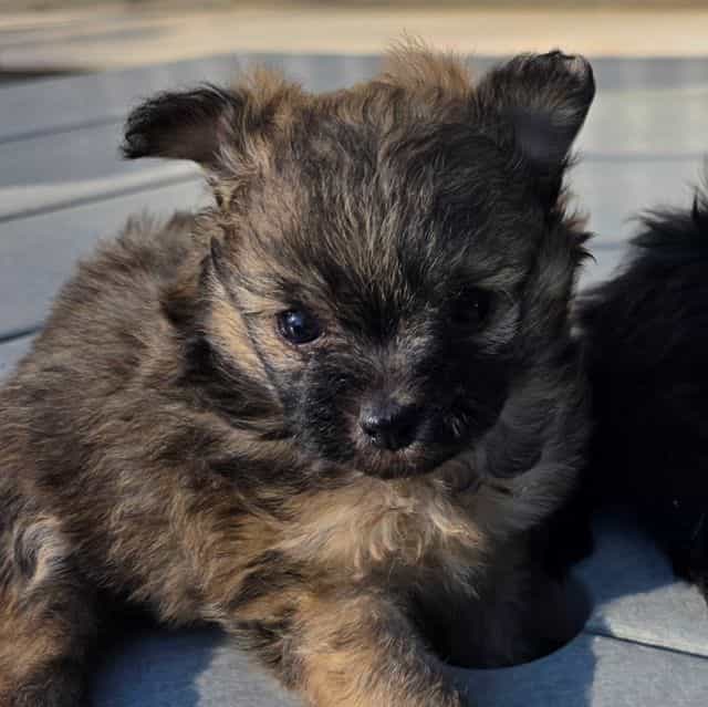 Bonnie - Pomapoo Female