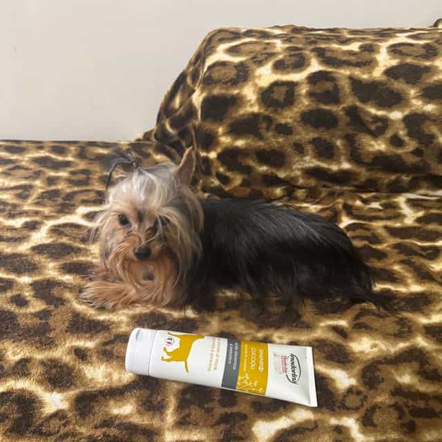 Micro thor 3.2  - Yorkshire Terrier Male