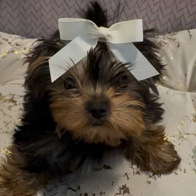 Micro size Russ - Yorkshire Terrier Female