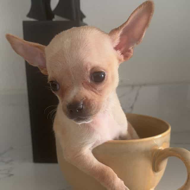 Mini sophy char - Chihuahua Female