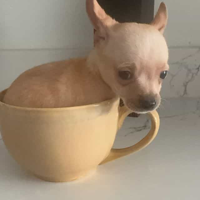 Bingo charting  - Chihuahua Male