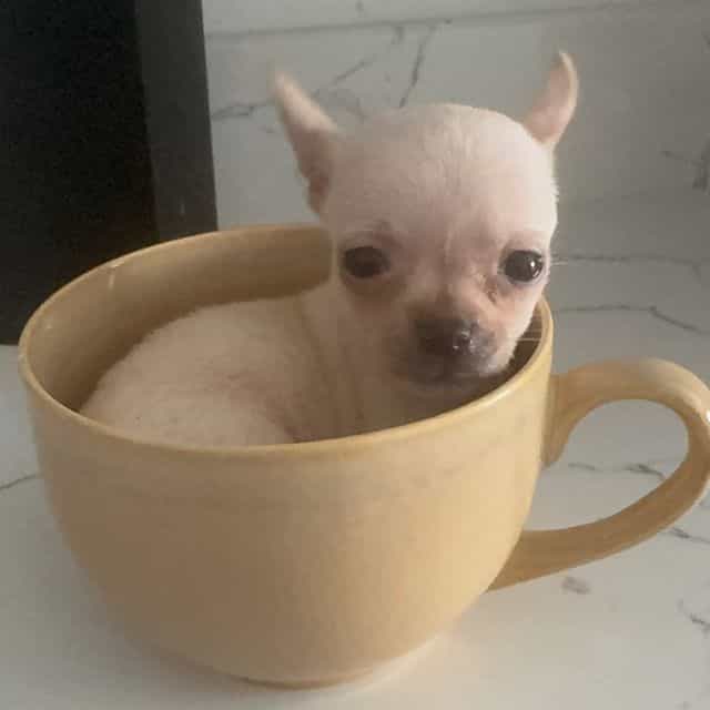 Micro emmy RUNT - Chihuahua Female