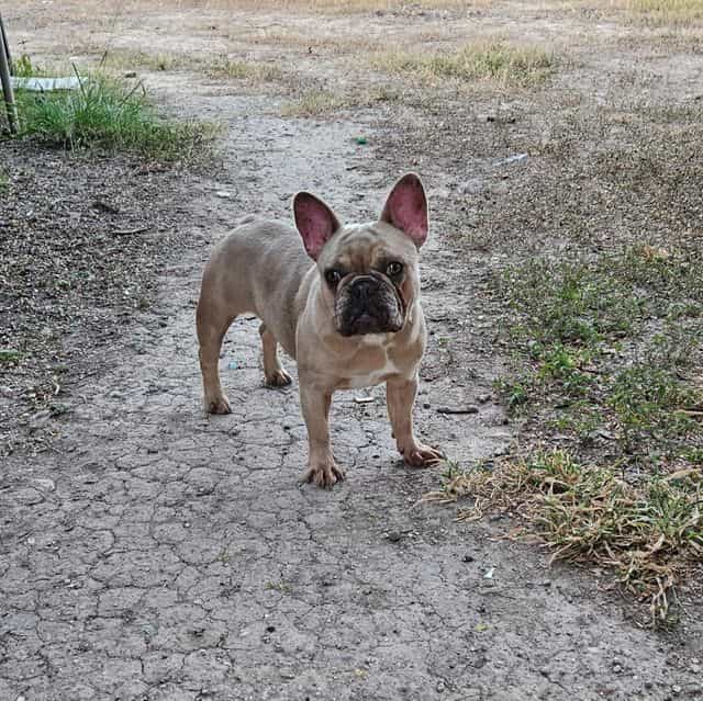 Wanda - French Bulldog Female