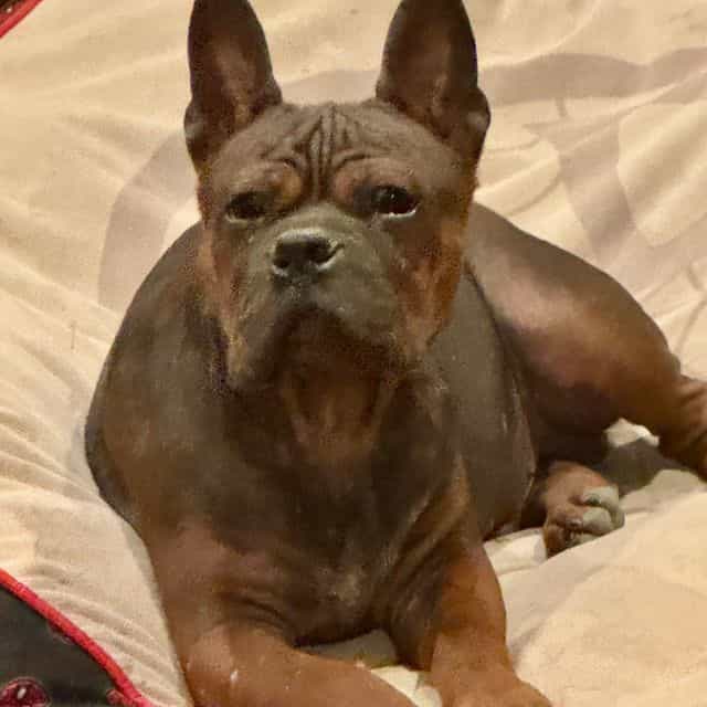 Lee - Chongqing Dog (Chinese Bulldog) Male