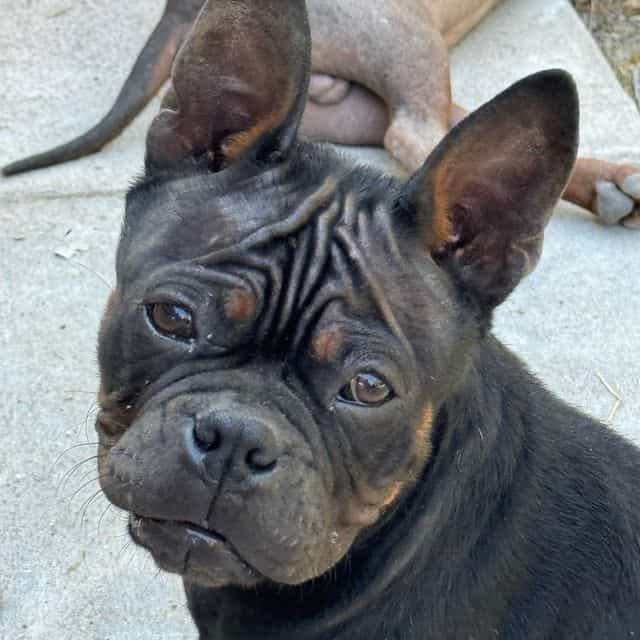 China - Chongqing Dog (Chinese Bulldog) Female