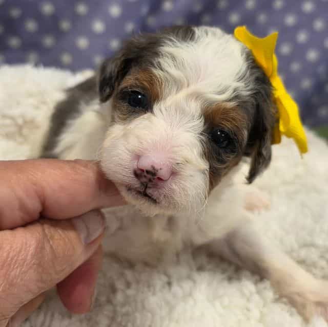 Lady- mini - Bernedoodle Female