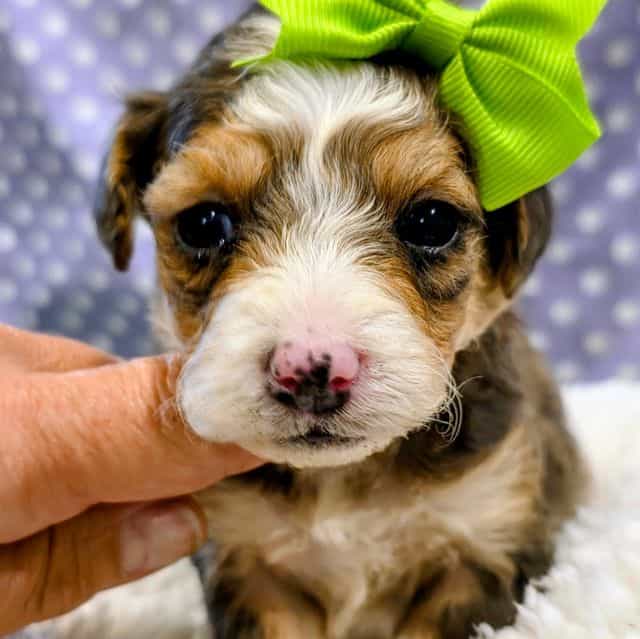 Hazel- mini - Bernedoodle Male