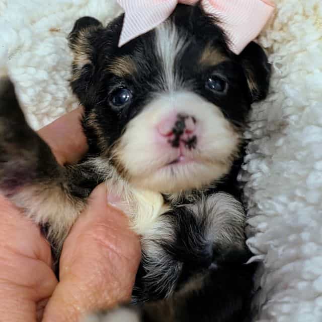 Bella-mini - Bernedoodle Female