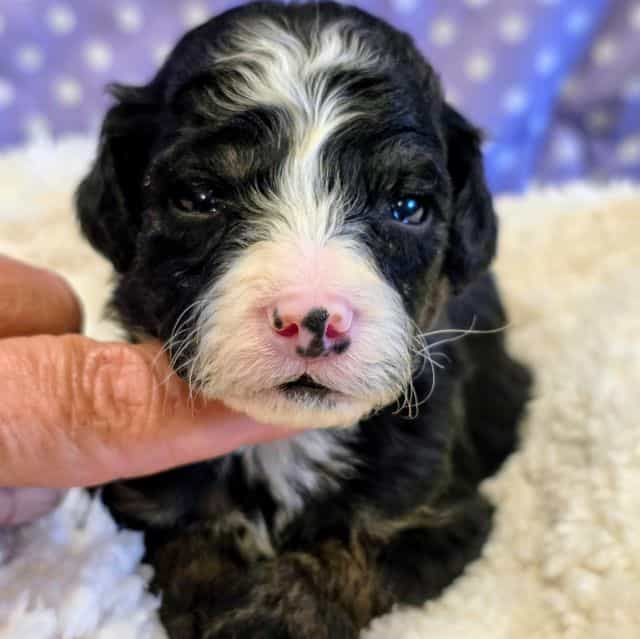 Pepper - Bernedoodle Male