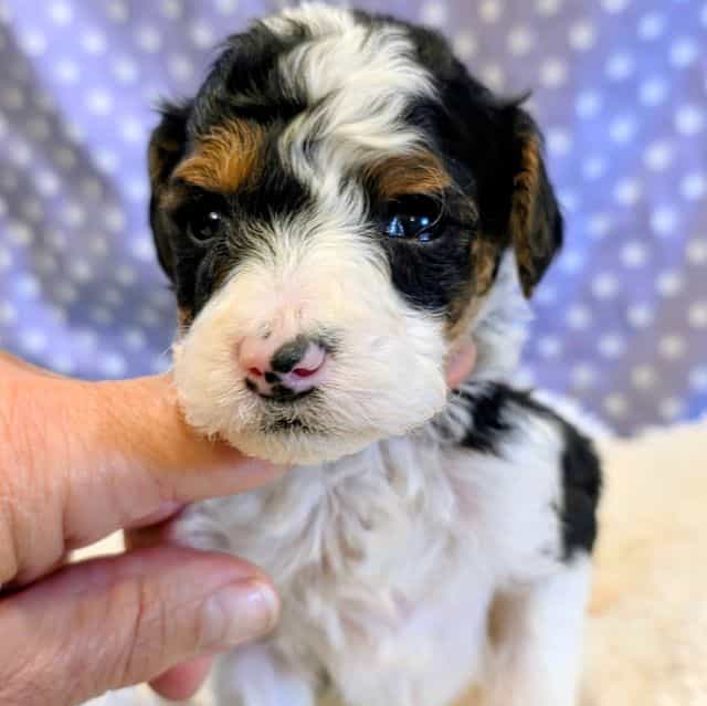 Ace- mini - Bernedoodle Male