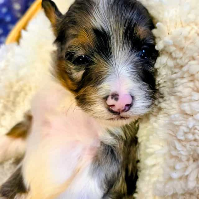 Captain- mini  - Bernedoodle Male