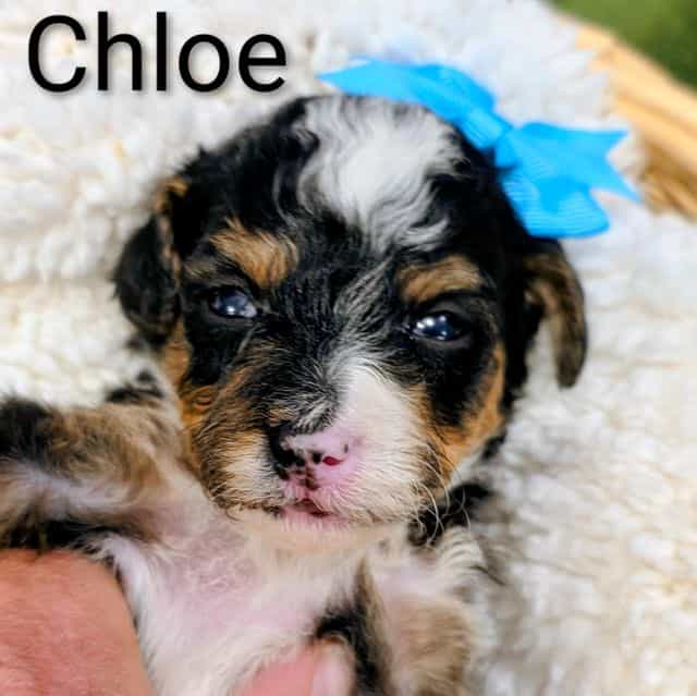 Chloe- mini - Bernedoodle Female