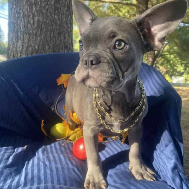 Nathan - French Bulldog Male
