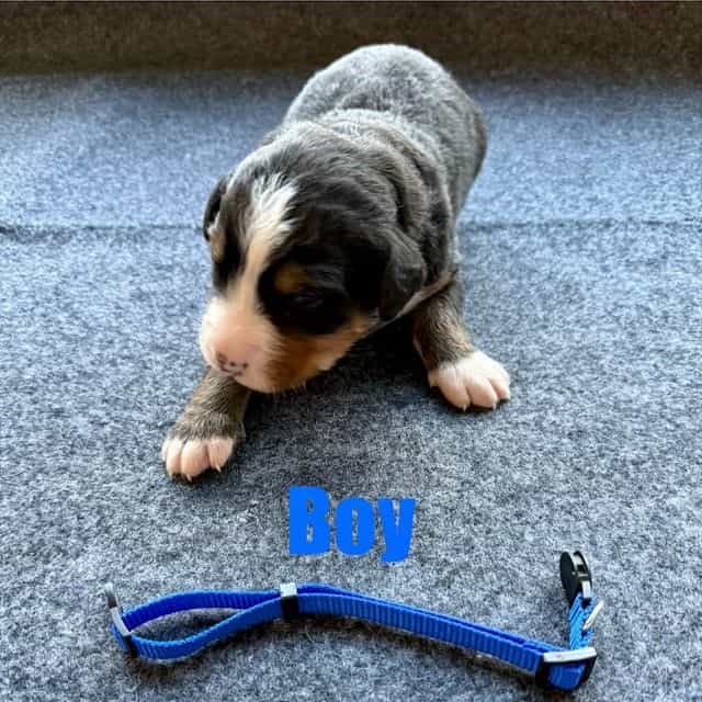 Blue Boy - Bernese Mountain Dog Male
