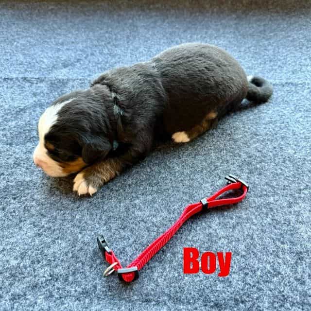Red Boy - Bernese Mountain Dog Male