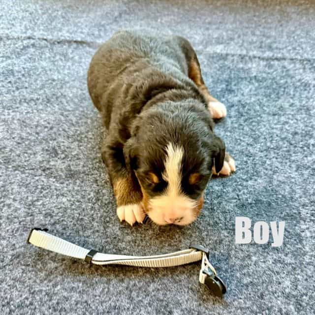 Gray Boy - Bernese Mountain Dog Male