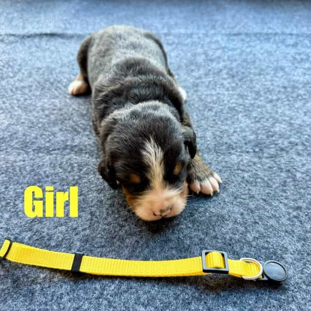 Yellow Girl - Bernese Mountain Dog Female