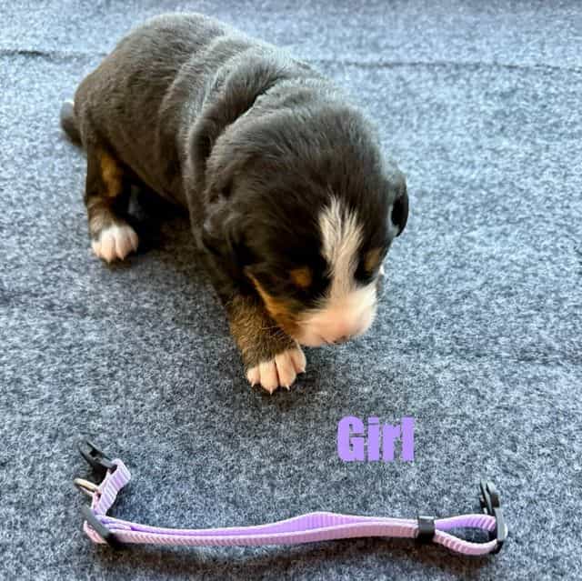 Light Purple Gi - Bernese Mountain Dog Female