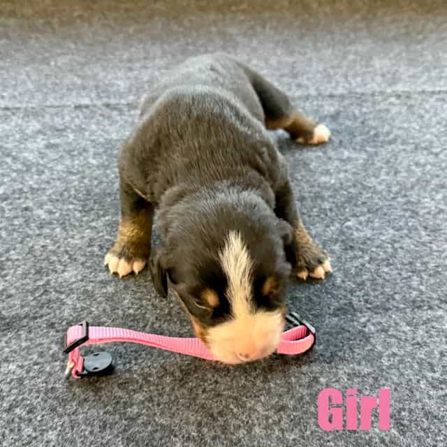 Pink Girl - Bernese Mountain Dog Female
