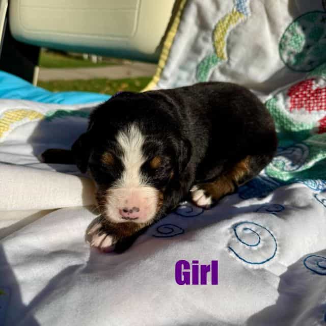 Purple Girl - Bernese Mountain Dog Female