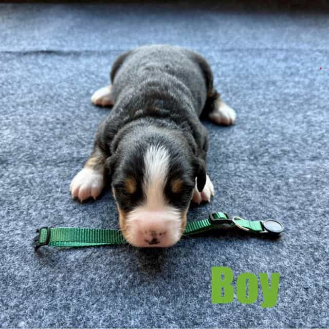 Green Boy - Bernese Mountain Dog Male