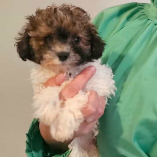 Cody - Toy Poodle Male