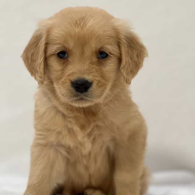 Beau - Golden Retriever Male