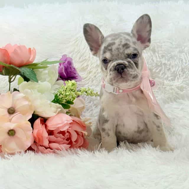 Faith - French Bulldog Female